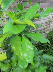 Chionanthus peglerae