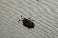 Lanchnophorus singalensis