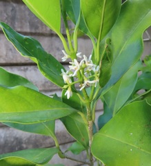 Chionanthus peglerae