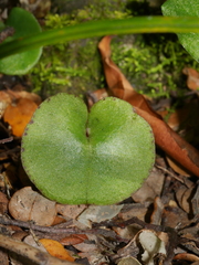 Corybas macranthus