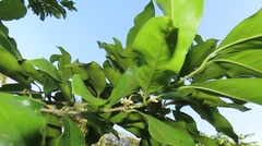 Chionanthus peglerae