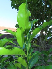 Chionanthus peglerae