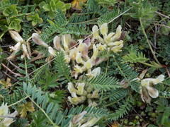 Astragalus fragrans