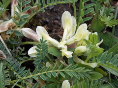 Astragalus fragrans