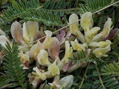 Astragalus fragrans