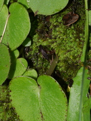 Corybas macranthus