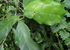 Chionanthus peglerae