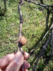 Hierodula transcaucasica