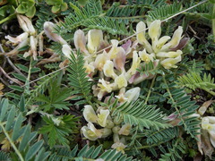 Astragalus fragrans