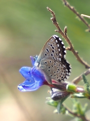 Pseudophilotes panoptes
