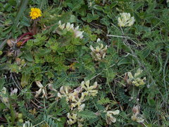 Astragalus fragrans