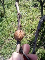 Hierodula transcaucasica