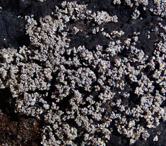 Stereocaulon vesuvianum