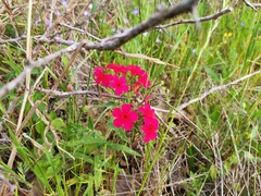 Phlox drummondii