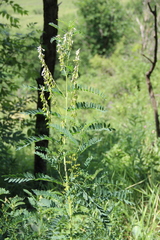 Astragalus galegiformis