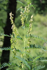 Astragalus galegiformis