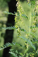 Astragalus galegiformis