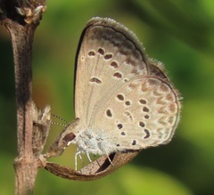 Zizina otis antanossa