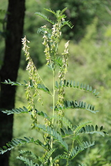 Astragalus galegiformis
