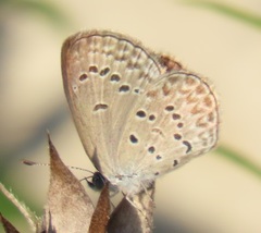 Zizina otis antanossa