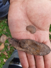 Platymiscium pinnatum