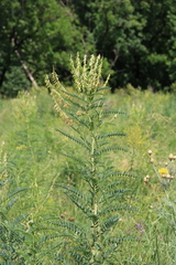 Astragalus galegiformis