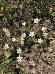 Leptosiphon parviflorus