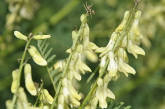 Astragalus galegiformis