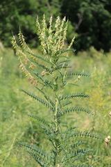 Astragalus galegiformis