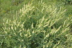 Astragalus galegiformis