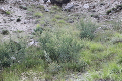 Astragalus galegiformis