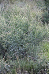 Astragalus galegiformis