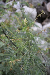 Astragalus galegiformis