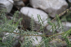 Astragalus galegiformis