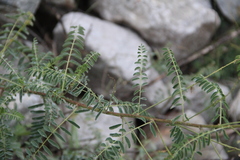 Astragalus galegiformis