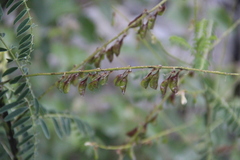 Astragalus galegiformis