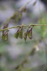 Astragalus galegiformis