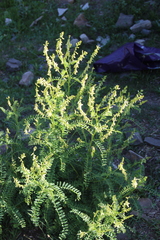 Astragalus galegiformis