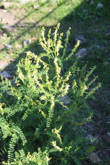 Astragalus galegiformis