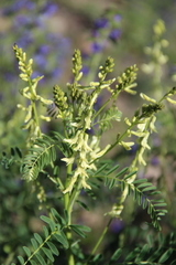 Astragalus galegiformis