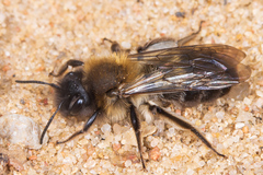 Andrena nycthemera