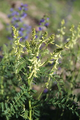 Astragalus galegiformis