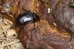 Nicrophorus guttula