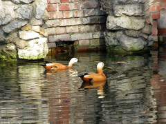 Tadorna ferruginea