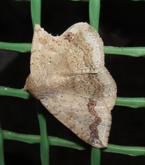 Ericeia congressa