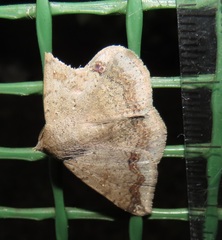 Ericeia congressa