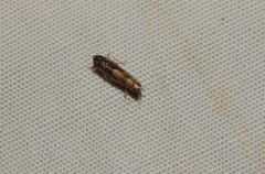 Scaphoideus omani