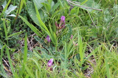 Astragalus buschiorum