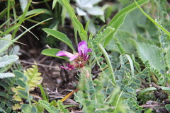 Astragalus buschiorum