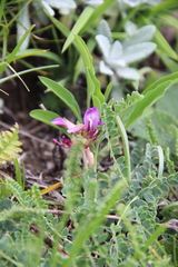 Astragalus buschiorum